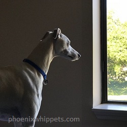 wistful