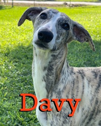 Davy