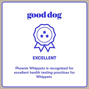 GoodDog