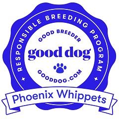 GoodDog