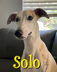 Solo